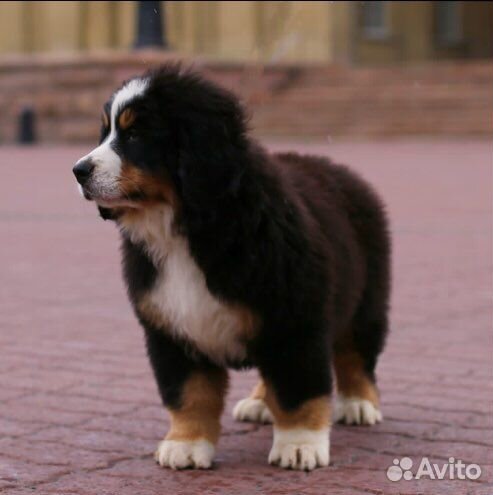 Щенки берна