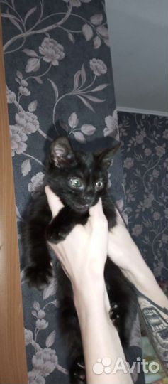 Кошка в дар