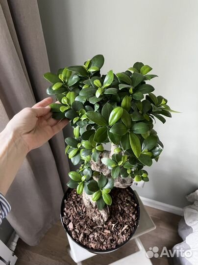 Бонсай подарок для руководителя