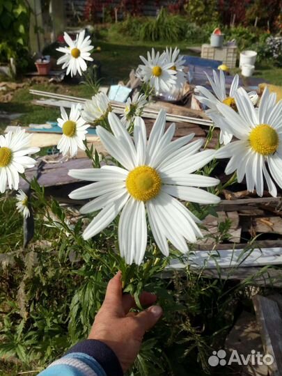 Поздняя ромашка