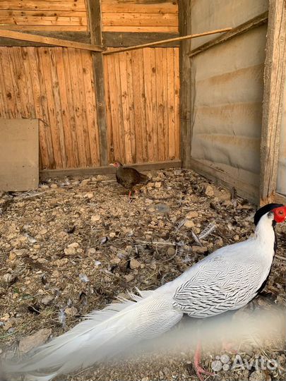 Фазаны и утки-кряквы