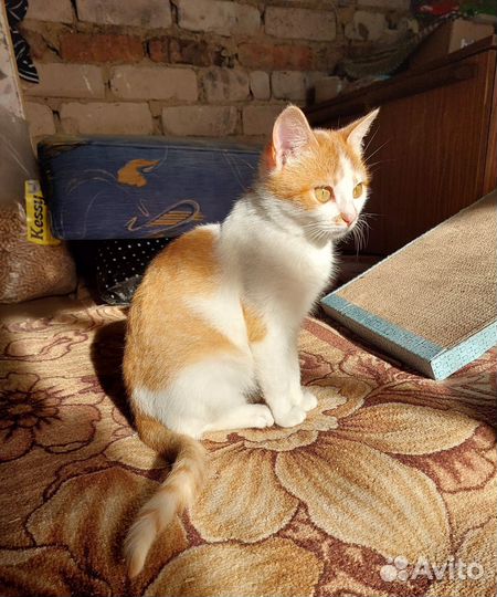 Котенок в добрые руки