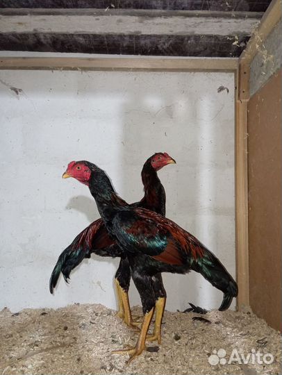 Бойцовые куры