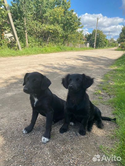 Щенки в добрые руки