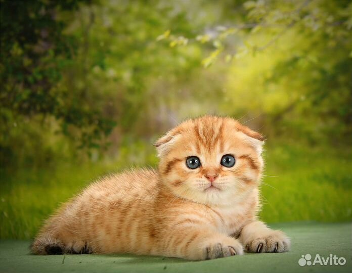 Золотой вислоухий кот на вязку Чемпион WCF