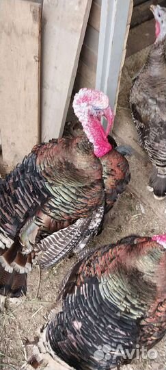 Индюки индюшки индейки