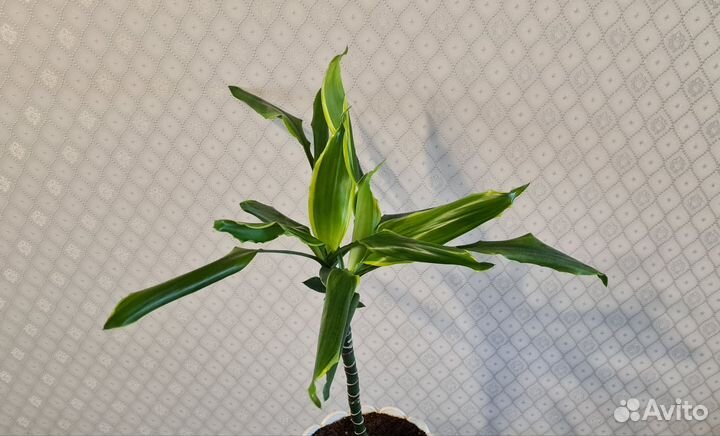 Пальма Юкка