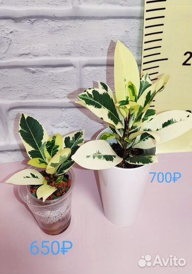 Фикус Альбомаргината, Ретуза Грин, Нина