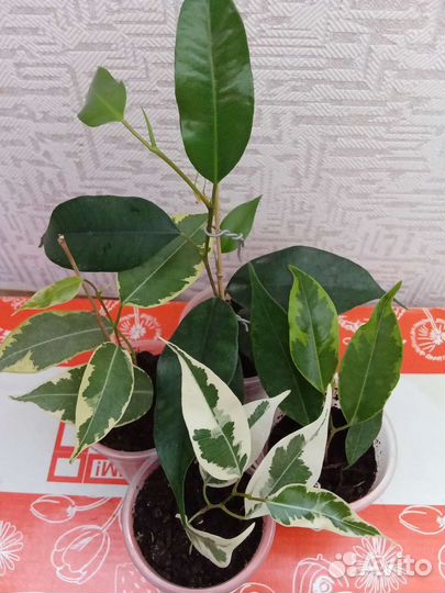 Фикус Бенджамина. Черенки укорененные