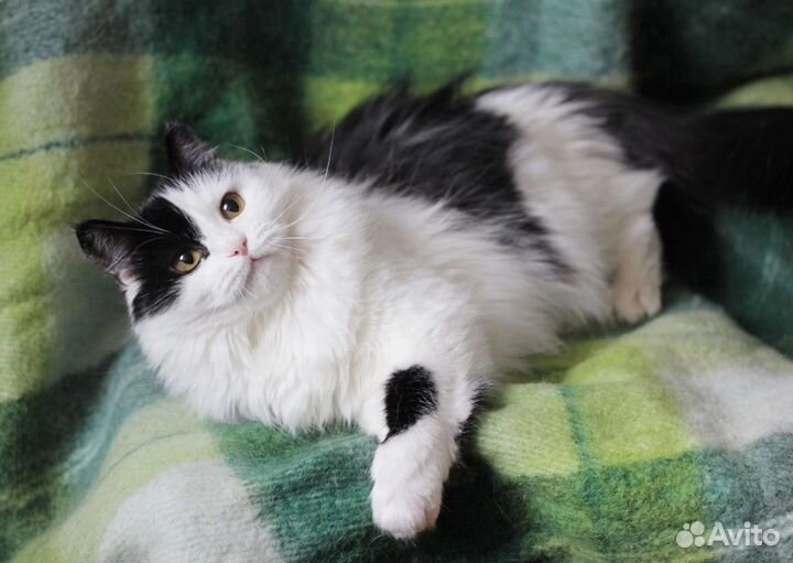 Принцесса Арина