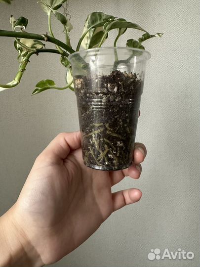 Эпипремнум Н-джой