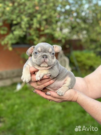 Французский бульдог