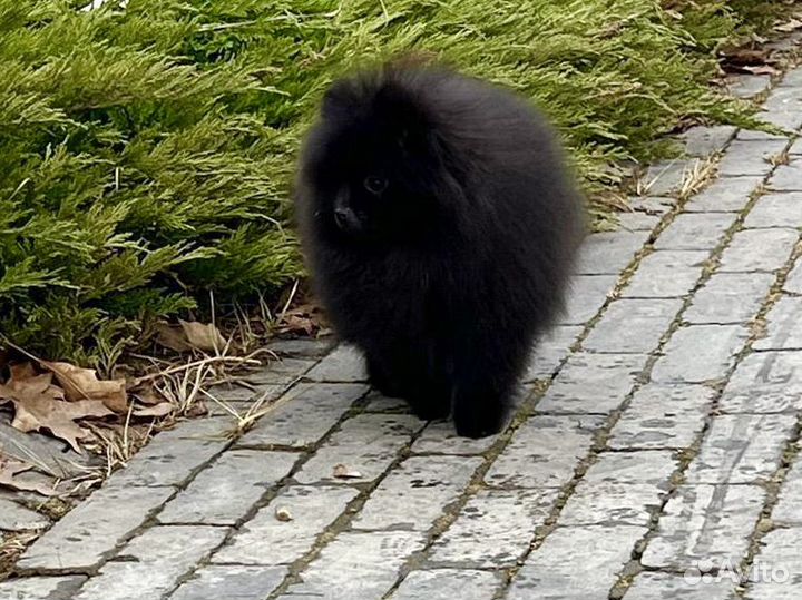 Роскошная чёрная дочь Чемпиона РКФ