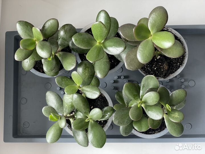 Денежное дерево/ Толстянка