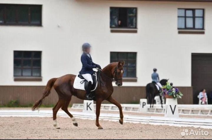 Полукровный мерин 2011г.р., 166 см. в холке