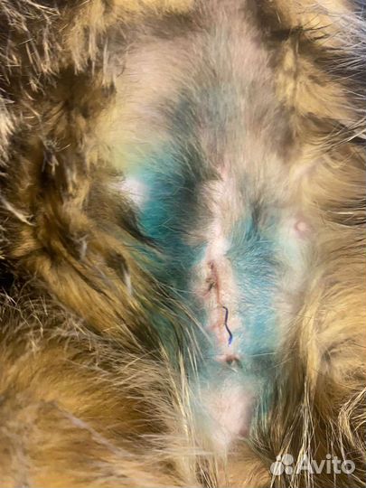 Ветеринарный врач на дом цена