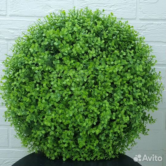 Фитостена. Вертикальное озеленение