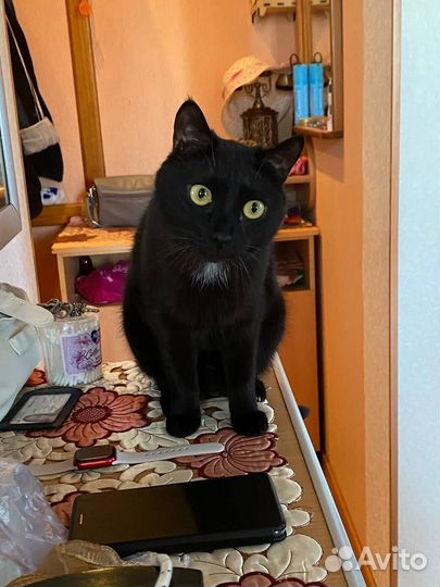 Ручной котик