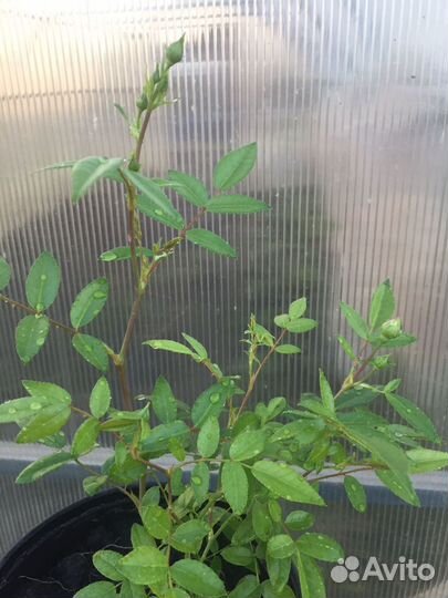 Роза оранж морсдаг