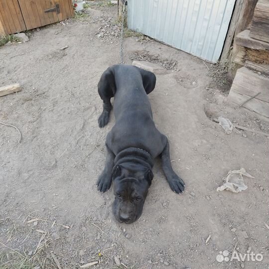 Кобель Кане Корсо 1 год