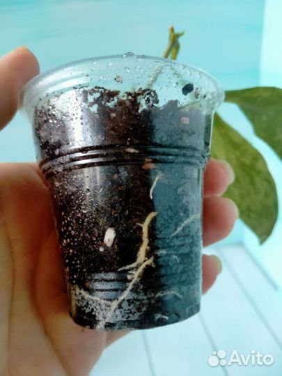 Хойя Nicholsoniae 