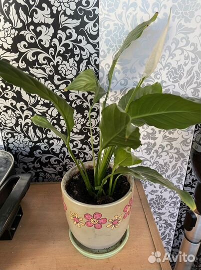 Спатифиллум