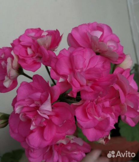 Пеларгония герань