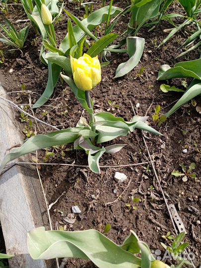 Луковицы тюльпанов