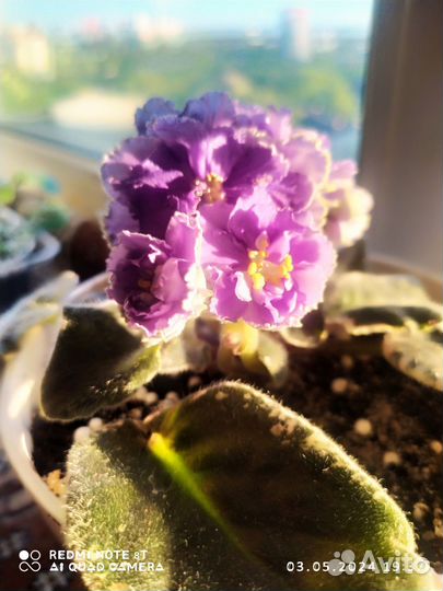 Сортовые фиалки