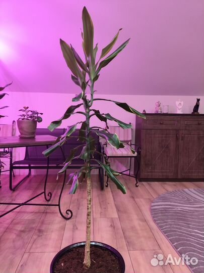 Драцена душистая