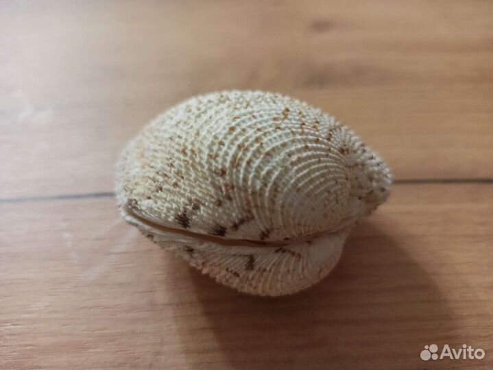 Морская раковина
