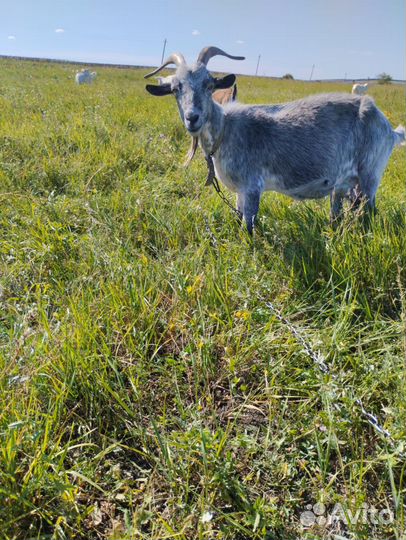 Коза дойная молочная и козлы 8 голов