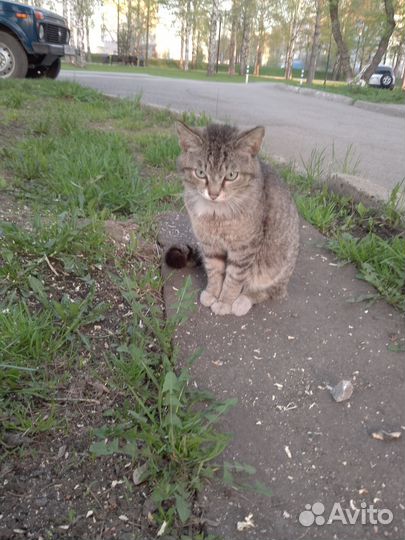 Кошки в добрые руки порода не известна