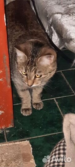 Стерилизованная кошечка