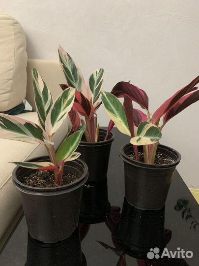 Продам цветы комнатные