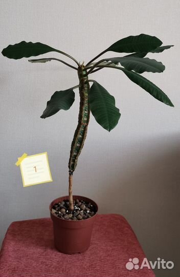 Молочай беложильчатый, высота 34 и 32 см