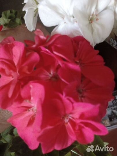 Пеларгония герань роз, белая, фуксия, коралл