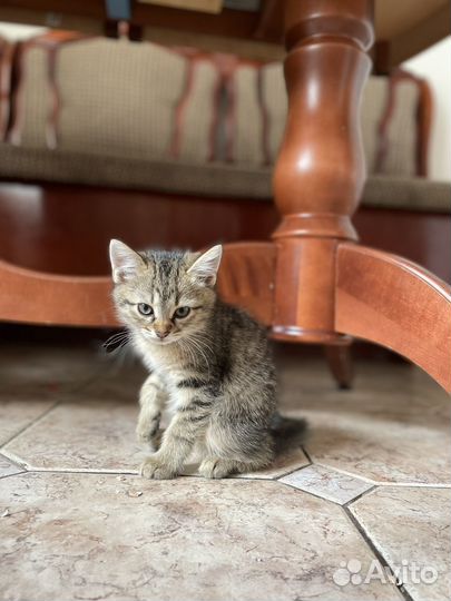 Котенок в добрые руки