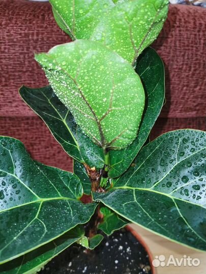 Редкие сортовые фикусы,фикус эльдорадо, лирата