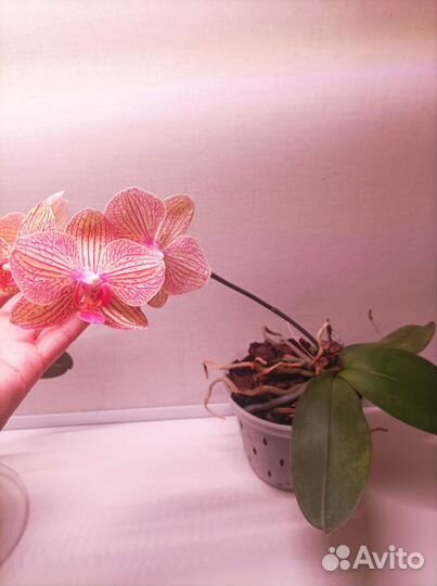 Орхидея фаленопсис