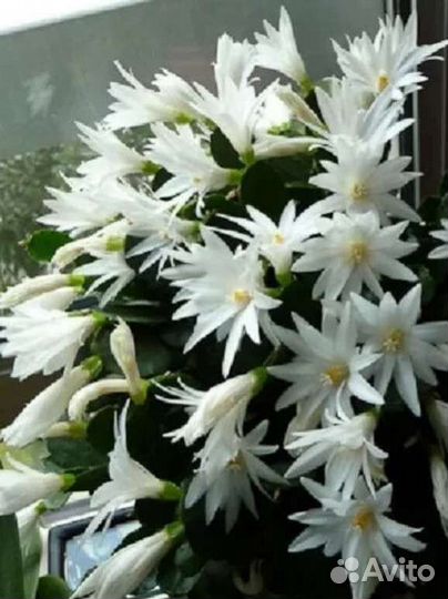 Комнатные цветы(аихризон, декабрист, хавортия)