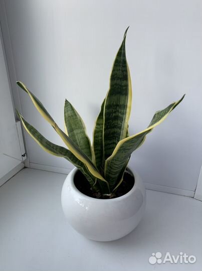 Сансевиерия (щучий хвост)