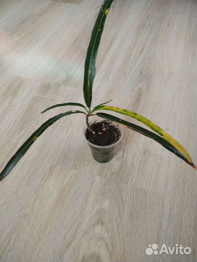 Комнатные цветы