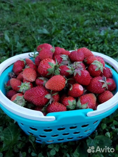 Рассада клубники