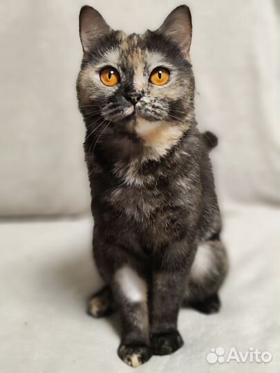 Кошка в дар