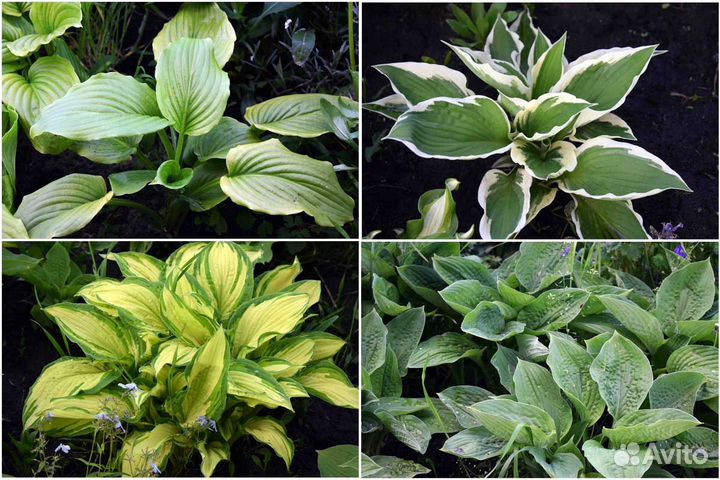 Хоста 7 сортов