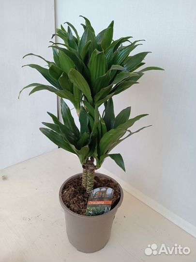 Драцена Компакта