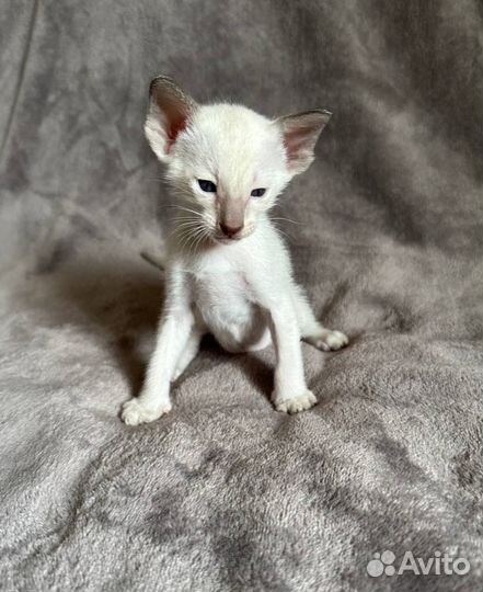 Ориентальные котята