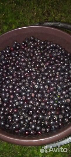 Черноплодка ягода