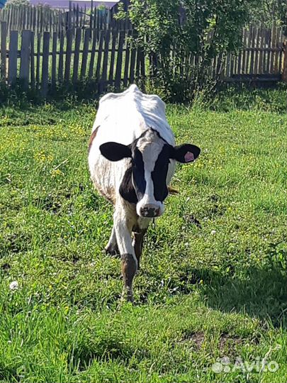 Корова дойная с теленком